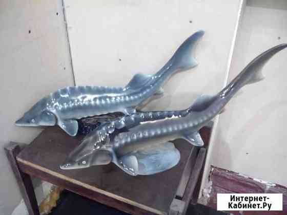 Осётр Волгоград