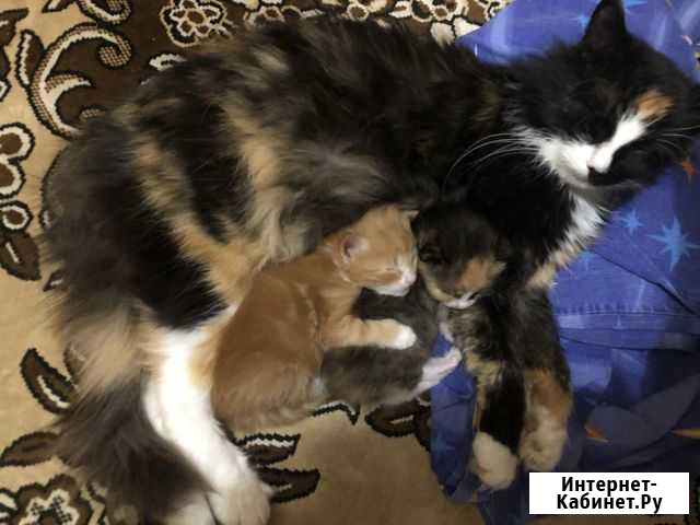 Котята в добрые руки Видное - изображение 1