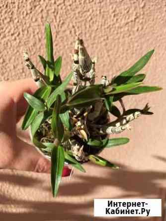 Орхидея Dendrobium moniliforme Raijin Туапсе