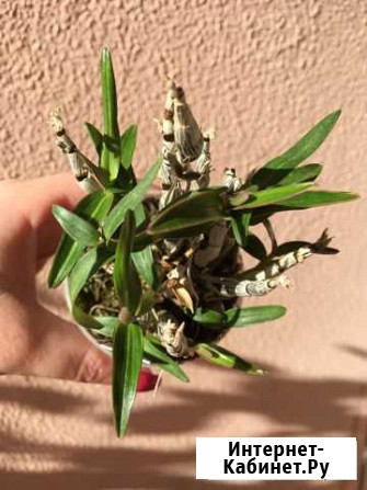 Орхидея Dendrobium moniliforme Raijin Туапсе - изображение 1