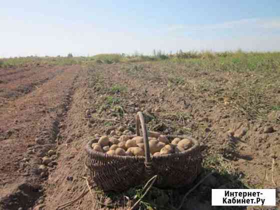 Продам мелкий картофель на корм скоту Лебедянь