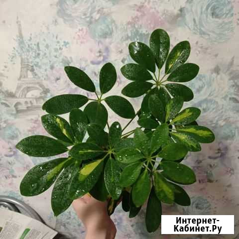 Шефлера Тольятти - изображение 1