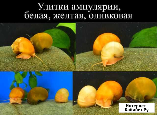 Аквариумные улитки Ампулярии цветные Раменское - изображение 1