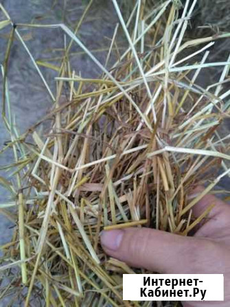 Продам сено Коломна - изображение 1