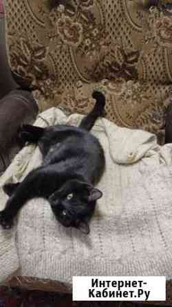 Малышка Багира ищет любящую семью Москва