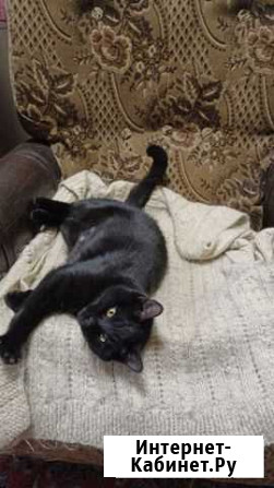 Малышка Багира ищет любящую семью Москва - изображение 1