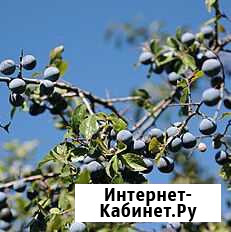 Слива терновая (саженцы) Петрозаводск - изображение 1