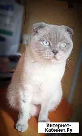 Шотландская вислоухая кошка бесплатно Москва
