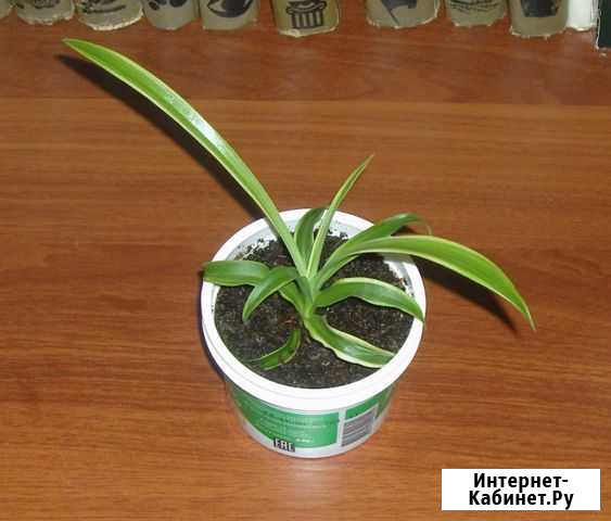 Комнатное растение Хлорофитум Котлас - изображение 1