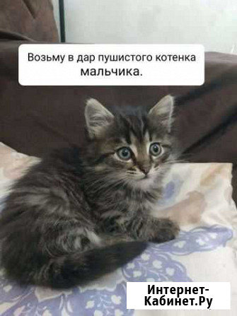Кошки Ростов-на-Дону - изображение 1