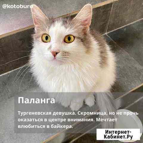 Пушистая кошка в дар Москва