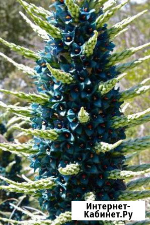 Puya berteroniana семена Самара - изображение 1