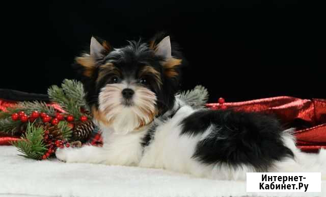 Девочка стандартная Сарра Джилл Москва - изображение 1