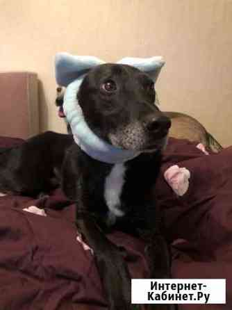 Беда.Собака в дар в добрые руки Москва