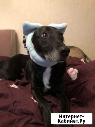 Беда.Собака в дар в добрые руки Москва - изображение 1