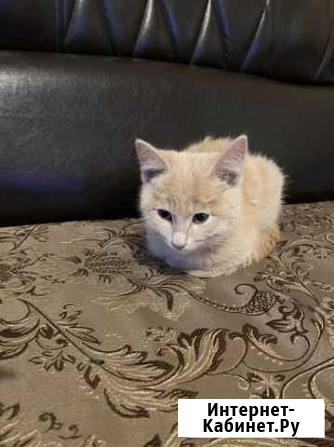 Котенок Улан-Удэ - изображение 1