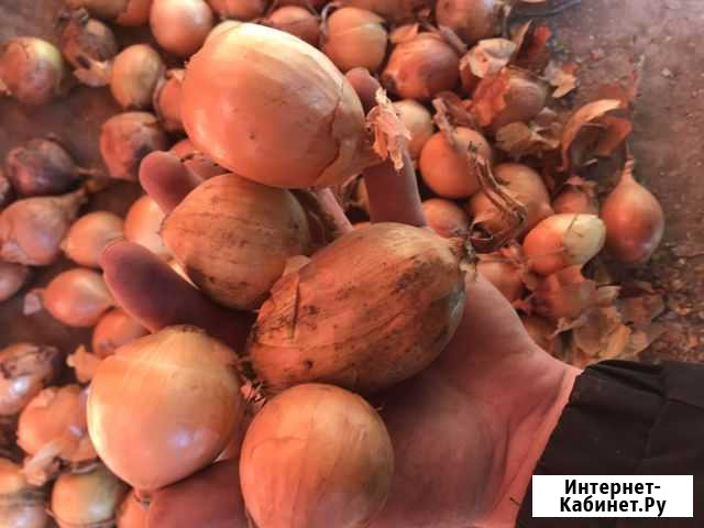 Лук на зелень Ленинкент - изображение 1