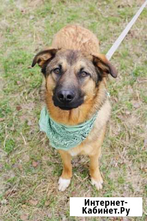 Собака в добрые руки Москва - изображение 1