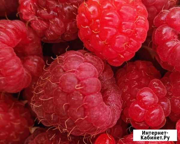 Малина Свободный - изображение 1