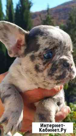 Французский мерлешка Москва