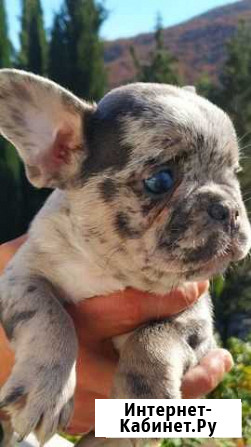 Французский мерлешка Москва - изображение 1