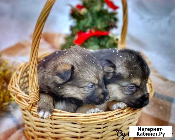 Щенки Псков - изображение 1