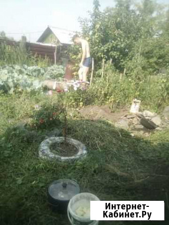 Черноплодка Омск - изображение 1