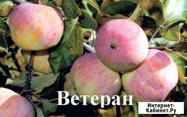 Мичуринские яблоки оптом Сатинка - изображение 1