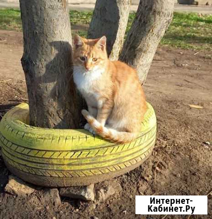 Кошка Новочеркасск - изображение 1