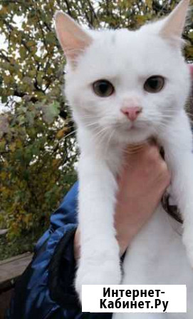 Котик Боковская - изображение 1