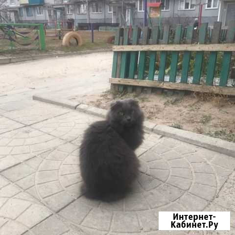 Кошечка в добрые руки Урюпинск - изображение 1