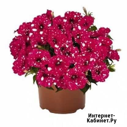 Петуния вегетативная Самара - изображение 1