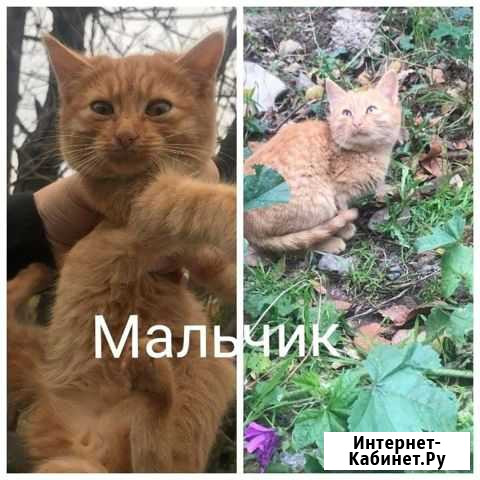 Котята в добрые руки Ялта - изображение 1
