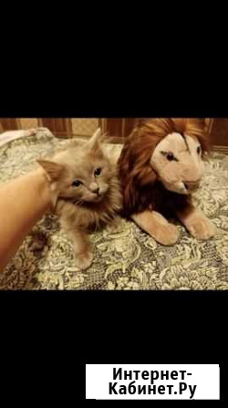 Котенок Москва - изображение 1