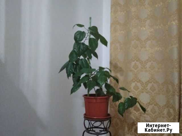 Роза Грозный - изображение 1