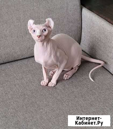 Белые эльфы Москва - изображение 1