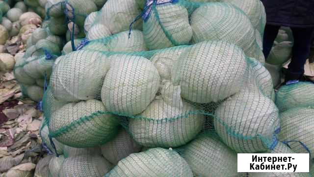 Капуста оптом сорт Леннокс Городище - изображение 1