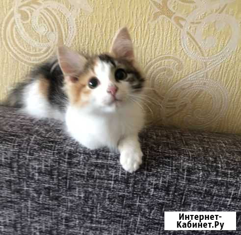 Ищем дом котенку Бугульма - изображение 1