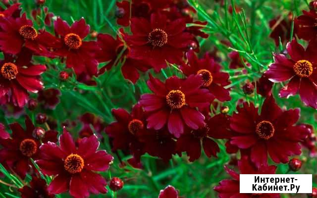 Кореопсис Ruby Red Павловская Слобода - изображение 1