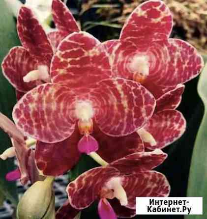 Орхидея Phalaenopsis ‘Ohl Flame’ Туапсе