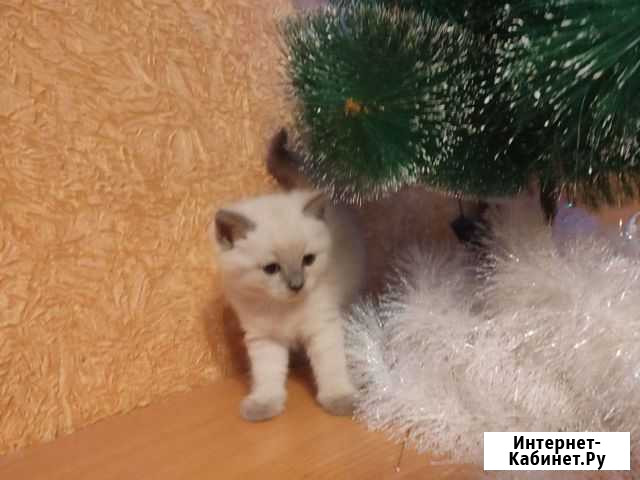 Кошка Видное - изображение 1