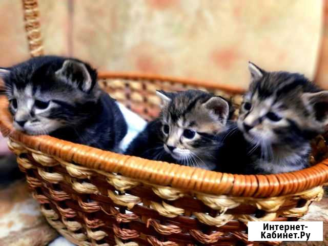 Котята курильский бобтейл Подольск - изображение 1