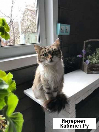 Очень ласковая кошка с изумрудными глазами Домодедово - изображение 1
