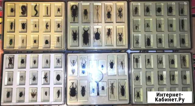 Коллекция «Настоящие насекомые и их знакомые» Челябинск - изображение 1