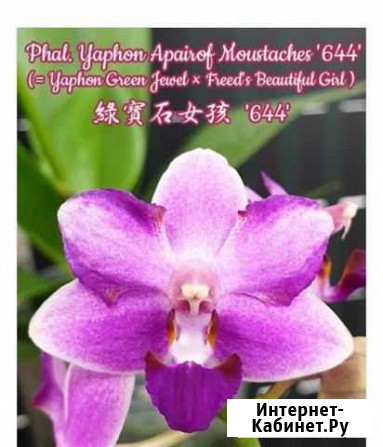 Орхидея фаленопсис Phal.Yaphon Apairot Moustaches Волгоград - изображение 1