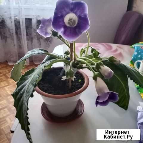 Глоксиния Тобольск - изображение 1