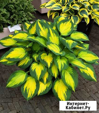 Хоста Форбидден Фрут Красноярск - изображение 1