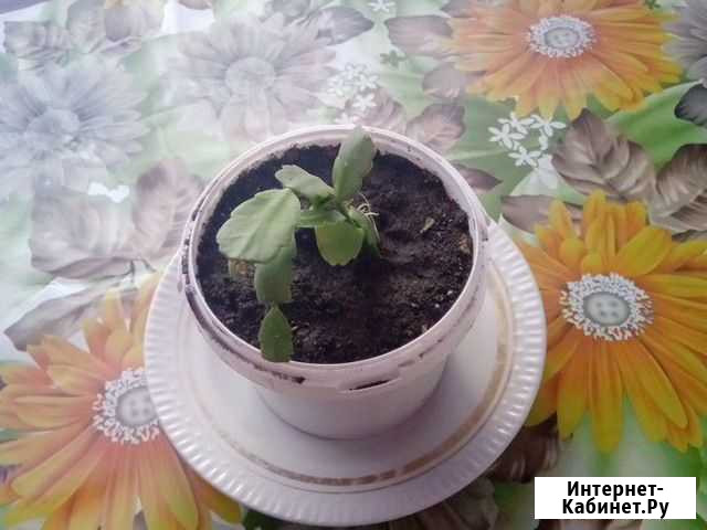 Комнатные цветы Курсавка - изображение 1