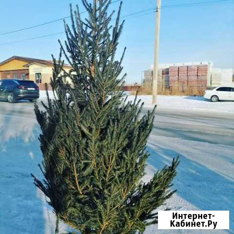 Ель сосны доставка Магнитогорск - изображение 1