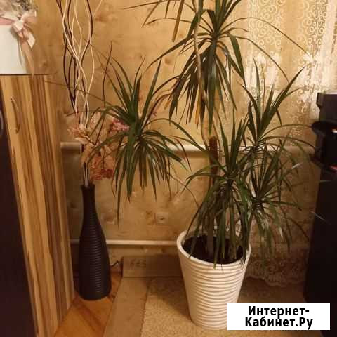 Красивый цветок. Драцена Гулькевичи - изображение 1